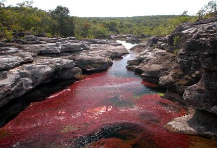 Caño Cristales wajahat22-2-2013 (